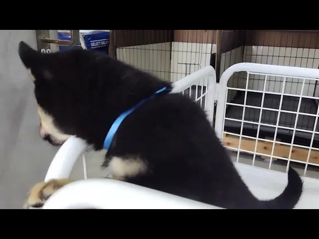 動画