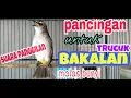 Download Lagu SUARA PANGGILAN BURUNG TRUCUKAN,ampuh untuk memancing burung trucuk bakalan atau trucuk malas bunyi