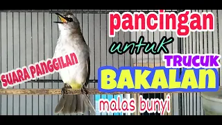 Download SUARA PANGGILAN BURUNG TRUCUKAN,ampuh untuk memancing burung trucuk bakalan atau trucuk malas bunyi MP3