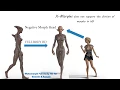 Shape - Morphs