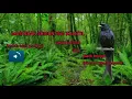 Download Lagu SUARA BURUNG SRIGUNTING HITAM GACOR UNTUK PANCINGAN DAN MASTERAN