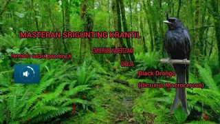 suara burung srigunting hitam gacor untuk pancingan dan masteran