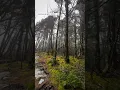 Great Smoky Mountains Forest Breathes During High Winds