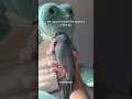 Lagu i guess i like pigeons (i'll be there audio)