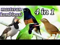 masteran kombinasi 4 in 1 jalak suren , murai batu, wambi dan cucak ijo