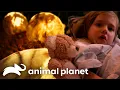 Download Lagu Single-Cell Parasite Wreaks Havoc on 3-Year-Old Girl | Monsters Inside Me | Animal Planet