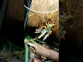 Lagu Waktunya BERPESTA 🐜🐜🐜 - short video 👉 #snailhunter