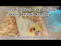 Download Lagu cara menyembuhkan kaki burung falk yang terjepit kandang