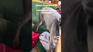 Always nice coming home to all this love . #fyp #pets #doberman #petsofyoutube #vlog #dream #sail