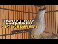 Trucuk BETINA memanggil Jantan Suara Birahi Ngecuplik 100% pancingan trucukan gacor agar BUNYI EMOSI