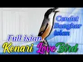 Lagu CENDET GACOR FULL ISIAN KENARI LOVEBIRD, Ampuh untuk pancingan cendet malas bunyi, Dijamin Nyaut
