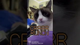 It S Corn Catsofinstagram Corn Music Big Juicy Song Sing Birmancat Smile Shorts 