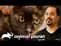 WATCH NOW Animal Care 101 The Vet Life Animal Planet