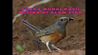 Download SUARA MURAI BATU BETINA DI ALAM LIAR MP3