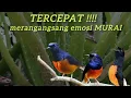 Download Lagu TERCEPAT merangsang emosi MURAI