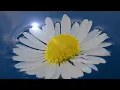 TRANQUILITY | MUSIC FOR SOUL AND MIND | LOVELY DAISY ❣️