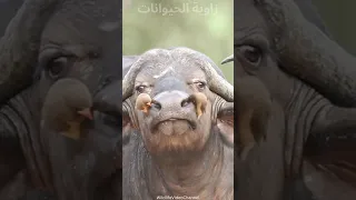 طائر الأوكسبيكر   صديق العمالقة دندنها