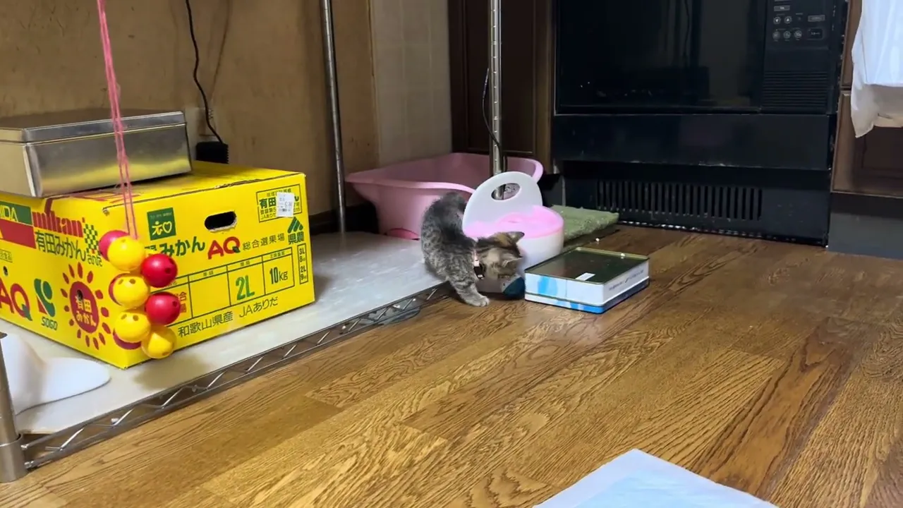 動画