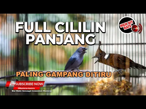 Download MP3 🔴Masteran Srigunting Abu-Abu Isian Cililin Full Tembakan Panjang