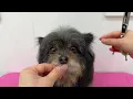 So Satisfying Pomapoo Grooming Transformation