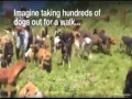 Land of the Mutts - home to 600 dogs