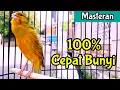 Download Lagu JAMIN NYAUT Semua Kenari BAKAL EMOSI \u0026 CEPAT BUNYI (18/1/21)