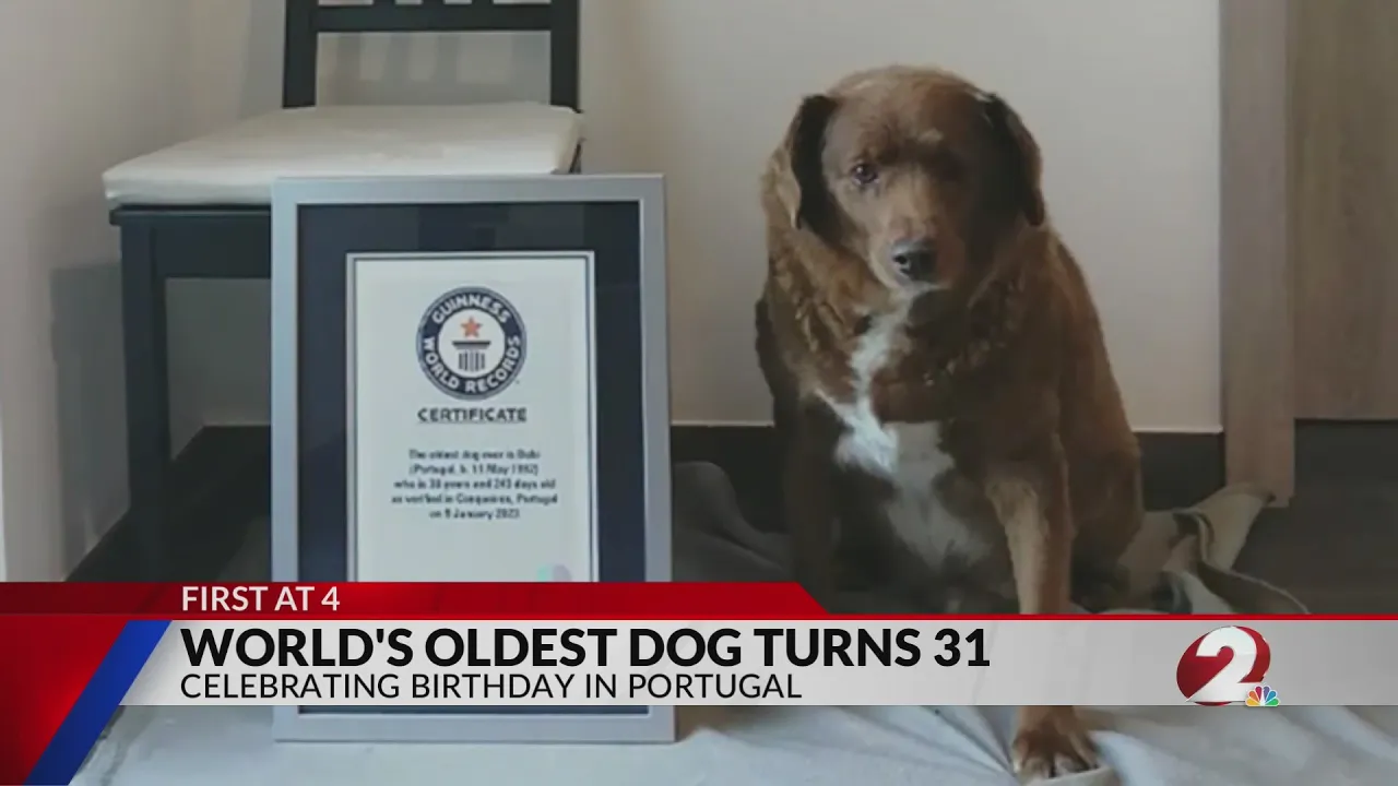 World's oldest dog turns 31