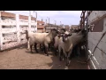 How To Handle Sheep -