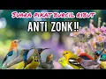 Lagu Suara Pikat Burung Kecil Ribut Anti zonk