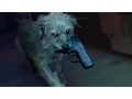 Video di Dog Wick