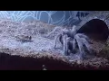 Tarantula eats cricket