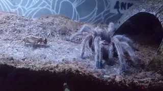 Tarantula eats cricket