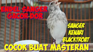 Download kicauan sanger gacor untuk masteran sanger kenari dan blacktroat MP3