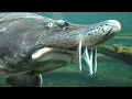 Beluga Sturgeon Incredible Beluga Facts Beluga Appearance Beluga Predators and Prey