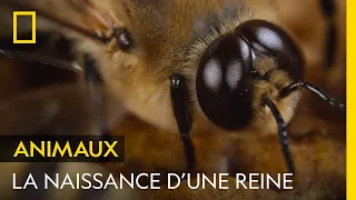 La naissance d'une nouvelle reine et d'un faux bourdon, seules abeilles à pouvoir se reproduire