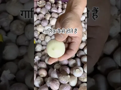 garlic कैसे होते हैं।। #shorts #youtubeshorts #garlic #farm