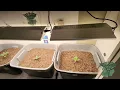 YEHSENCE YE-2000 LED GROW White Widow Auto Foop ILGM