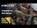 Lagu How the lucrative lobster industry is tearing communities apart | Full episode | the fifth estate