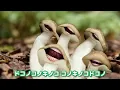 キノコが踊る！ドコノコノキノコ【おかあさんといっしょ】