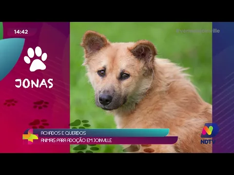 Achados e Queridos: animais para adoção em Joinville