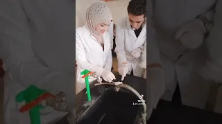تعلم مسك الفار كليه الصيدله  تعلم مسك الفار كليه الصيدله