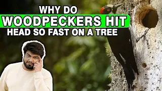 Download Why do Woodpeckers Hit Head So Fast On A Tree MP3