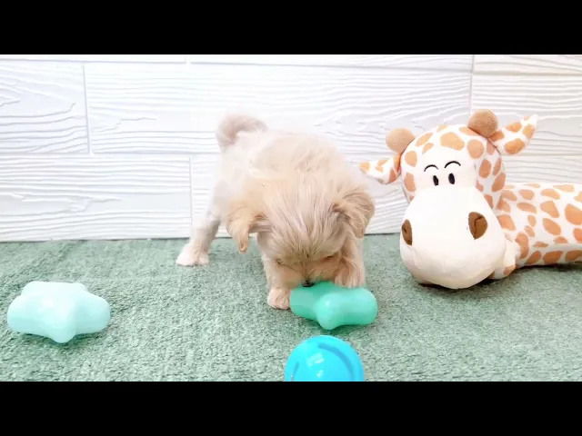 動画