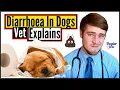 How To STOP And TREAT Diarrhea In Dogs Easy Tips You Should Know Vet Explains Dogtor Pete