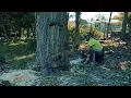 Tree Removal at Garden Tree Services Corp