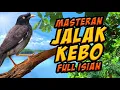 Download Lagu masteran viral  jalak kebo full isian kenari, ciblek, sirpu, lovebird dll.video pohon di tepi pantai