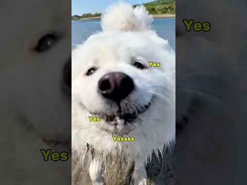 Shiro has very strong opinions about water 😡 #dogshorts #cutedog #pets #samoyed #puppy #relatable