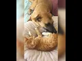 Download Lagu Cat and Dog Relationship ☺️ Music: aimeMusician: Rook1e
