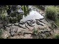 Woman runs retirement home for unwanted pet alligators
