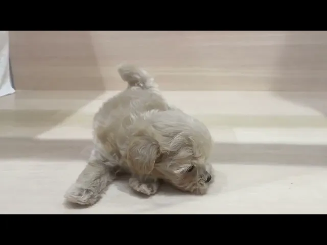 動画
